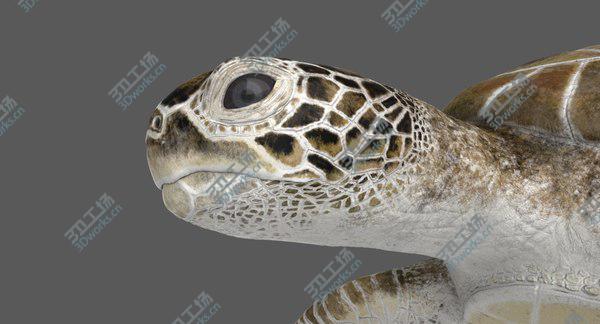 images/goods_img/20210312/Green Sea Turtle RIgged 3D model/5.jpg